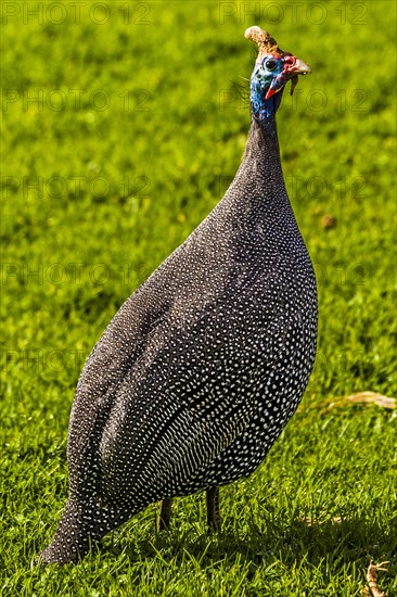 Guineafowl