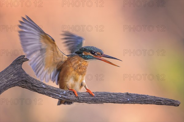 Common kingfisher