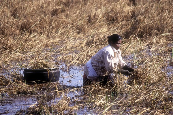 A woman harvesting rice or paddy in knee deep water due to heavy rain in Kuttanad