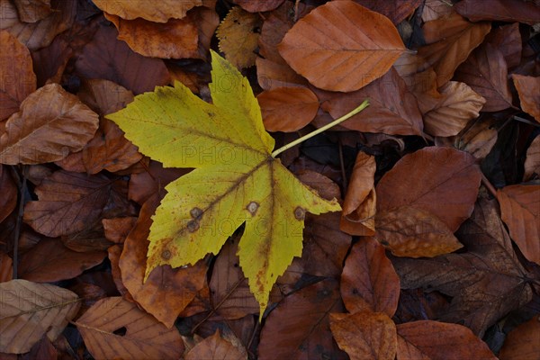 Autumn leaves of sycamore maple