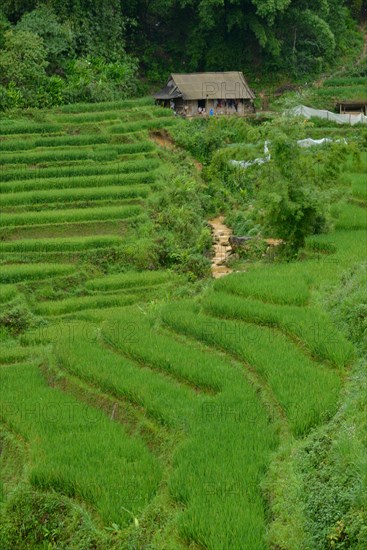 Rice fields