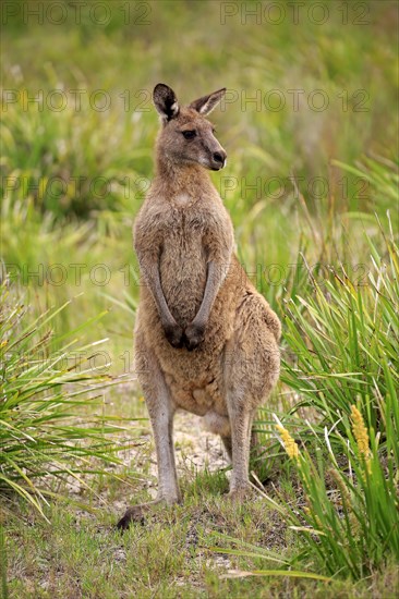 Eastern grey kangaroo