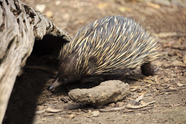 Short-beaked Echidna