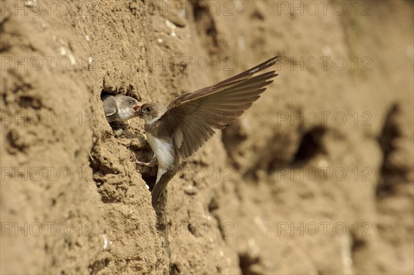 Sand Martin