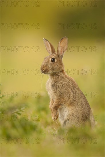 European Rabbit