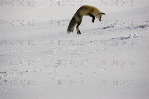 American red fox