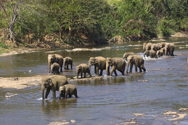 Asian Elephant