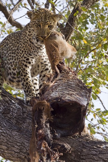 Pardus leopard niche leopards