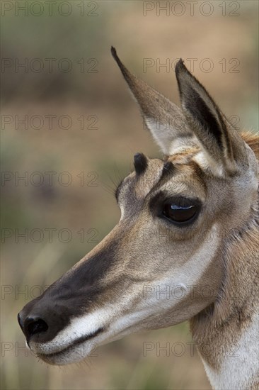 Pronghorn