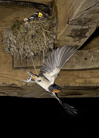 Adult barn swallow