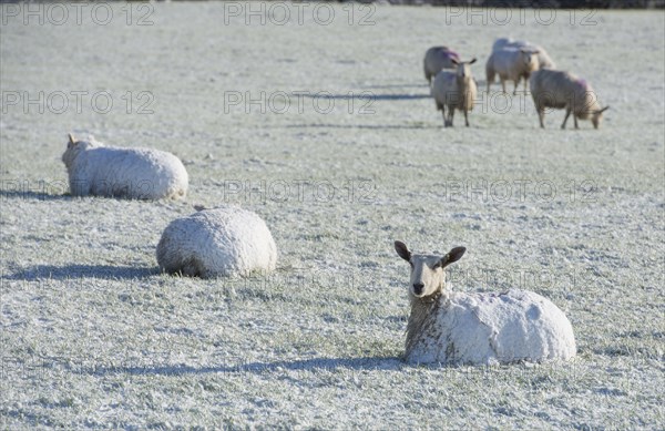 Domestic sheep