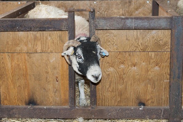 Swaledale sheep