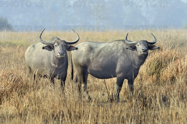 Wild water buffalo