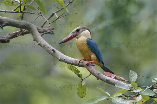 Stork-billed Kingfisher