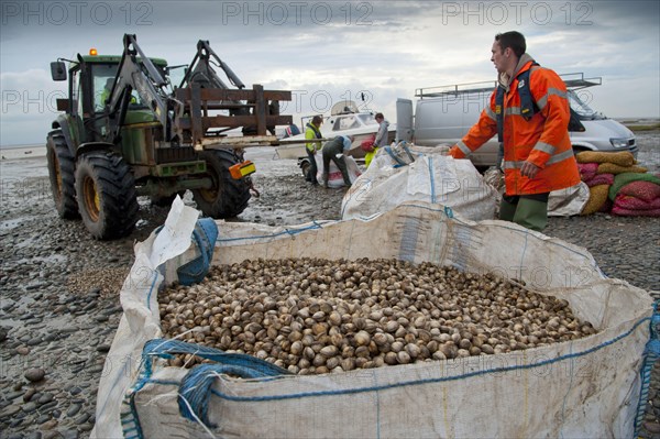 Licensed cockle pickers unloading and weighing cockles after picking from cockle beds
