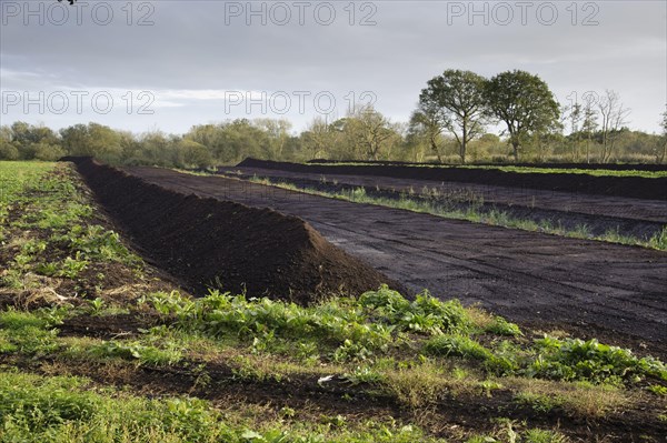 Peat extraction