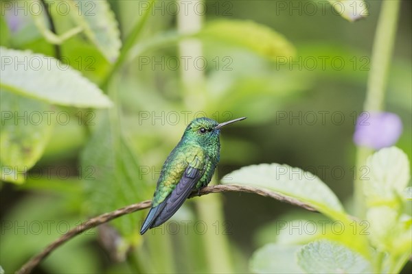 Blue-chinned blue-chinned sapphire