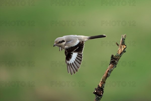 Steppe Grey Shrike