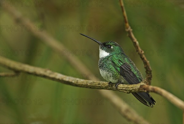 White-throated Hummingbird