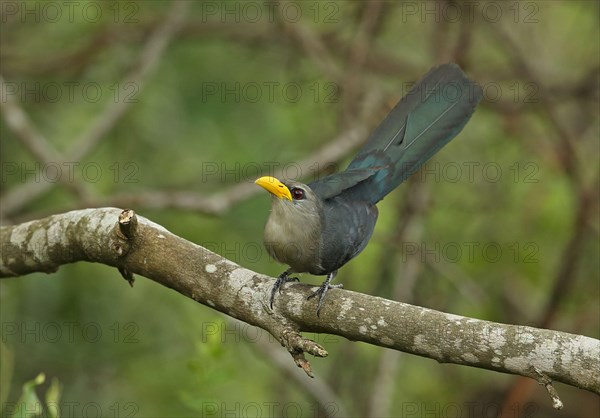 Whistling green malkoha