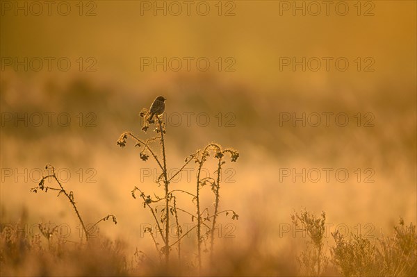 European Stonechat