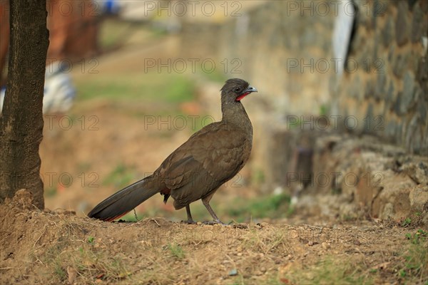 Rufous-vented chachalaca