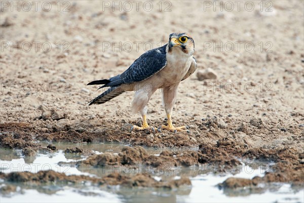 Lanner falcon