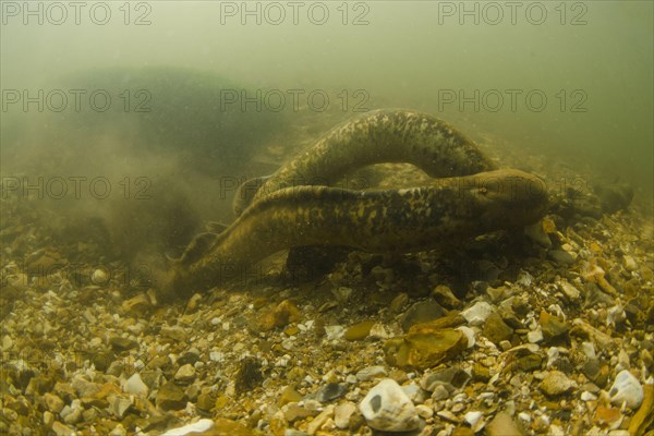 Sea Lamprey