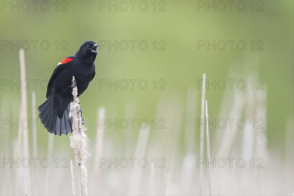 Red-winged Blackbird