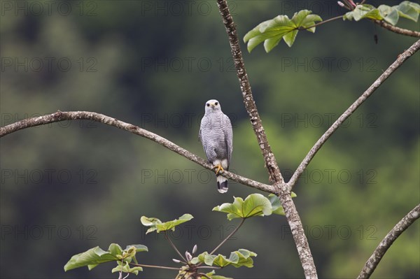 Grey-lined Hawk