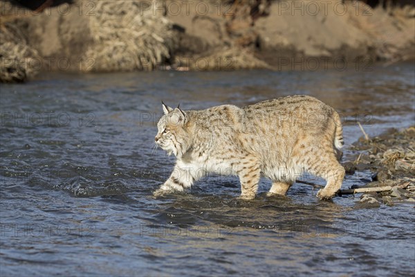 Bobcat