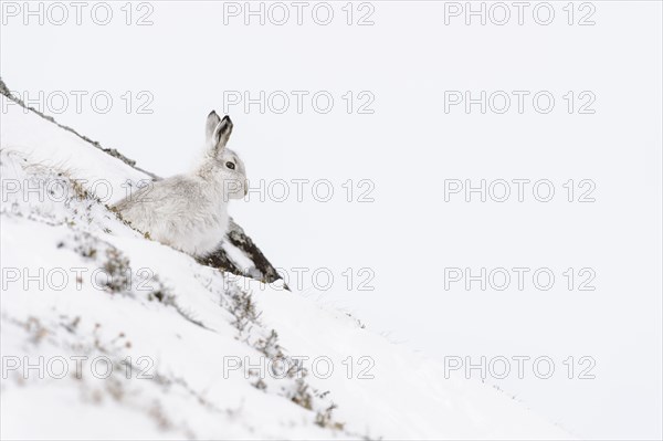 Mountain Hare