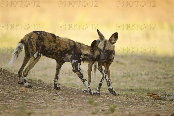 African Wild Dog