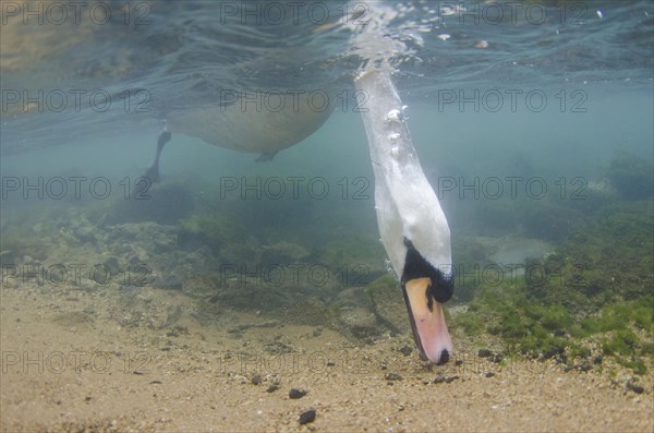 Mute Swan