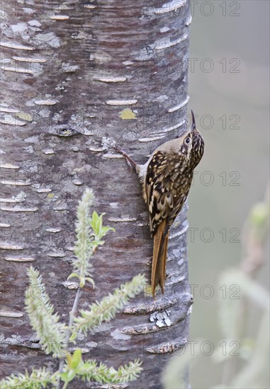 Sikkim treecreeper