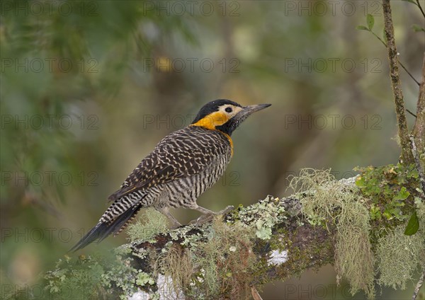 Campo Flicker