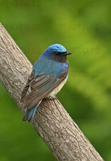 Blue-and-white Flycatcher