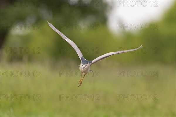Night Heron