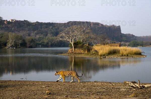 Bengal tiger