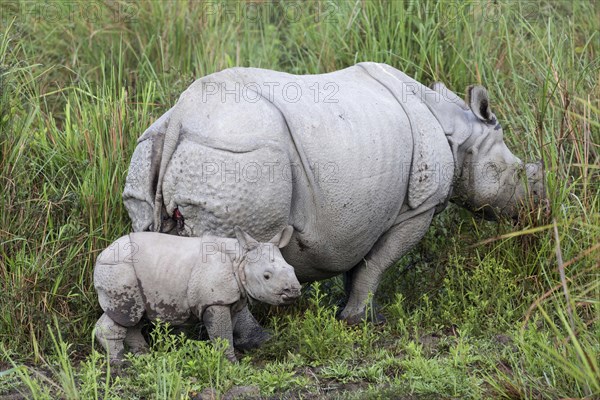 Indian rhinoceros