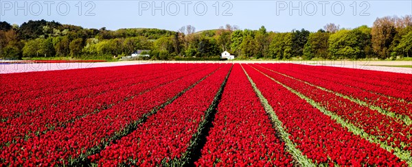 Flowering tulip fields