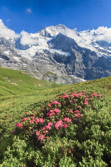 Jungfrau mit Alpenrosen