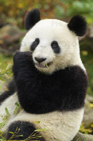 Giant Panda