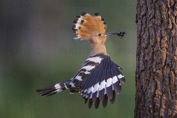 Hoopoe