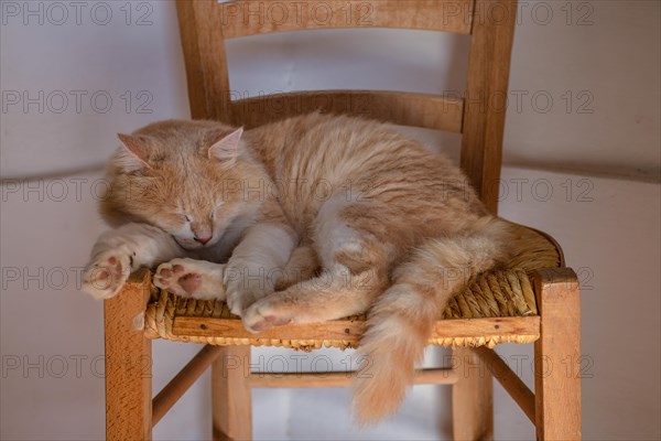 Domestic cat