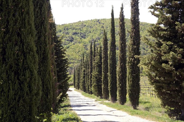 Mediterranean cypress