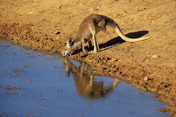 Red kangaroo