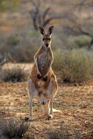 Red kangaroo