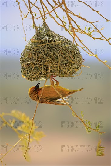 Cape Weaver