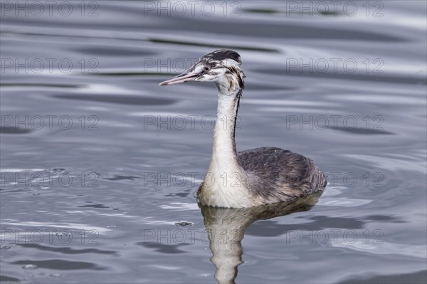 Great crested grebe